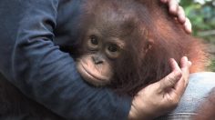 poster-24685-greenpeace-protection-environnement-thank-you-mom-236x132