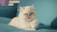 poster-24736-ypf-serviclub-gato-236x132