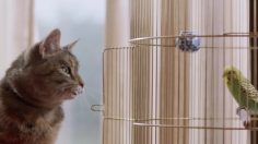 poster-24799-freeview-cat-and-budgie-love-236x132