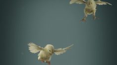 poster-24808-peta-protection-des-animaux-flying-chicks-236x132