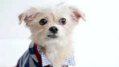 poster-24812-google-google-apps-business-dogs-236x132