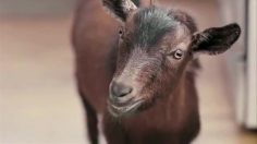 poster-24854-doritos-goat-4-sale-236x132