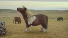 poster-24860-three-three-co-uk-the-pony-236x132