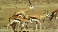 poster-24863-peta-do-it-like-they-do-236x132