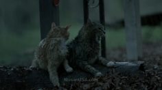 poster-24893-nissan-pathfinder-ark-236x132