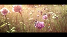 poster-24969-greenpeace-protection-environnement-new-bees-236x132