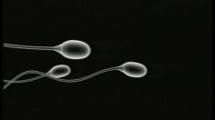 poster-2504-mercedes-benz-auto-pilot-systems-spermatozoides-236x132