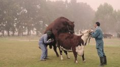 poster-25048-raaw-sperm-collector-236x132