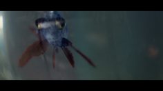 poster-25098-renault-captur-the-great-espace-236x132