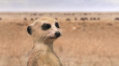 poster-25100-canalsat-canalsat-a-la-demande-la-lionne-236x132