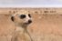 poster-25100-canalsat-canalsat-a-la-demande-la-lionne-68x45
