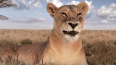 poster-25109-canalsat-canalsat-a-la-demande-pourquoi-la-lionne-se-rebelle-236x132