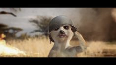 poster-25110-canalsat-canalsat-a-la-demande-la-lionne-cinema-236x132