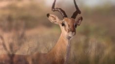 poster-25111-canalsat-canalsat-a-la-demande-la-lionne-sport-236x132