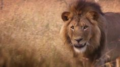 poster-25113-canalsat-canalsat-a-la-demande-la-lionne-charme-236x132