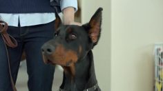 poster-25139-audi-doberhuahua-236x132