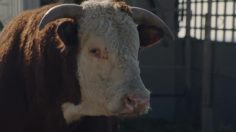 poster-25141-chevrolet-silverado-heavy-duty-romance-236x132