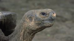 poster-25177-ministere-du-tourisme-all-you-need-is-ecuador-236x132