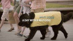 poster-25180-t-mobile-travel-surf-a-day-with-a-wi-fi-dog-236x132