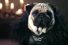 poster-25209-blinkbox-the-pugs-of-westeros-68x45