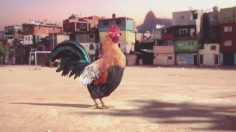 poster-25229-dan-paris-samba-236x132