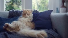 poster-25295-telefonica-o2-bemoredog-com-be-more-dog-236x132