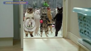 poster-25344-la-journee-mondiale-du-chat-2014-08-08-300x168