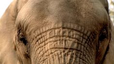 poster-25348-idbi-hathisoccer-236x132