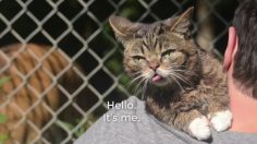 poster-25362-greenpeace-international-tiger-day-cats-save-tigers-236x132