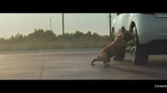 poster-25423-citroen-moteurs-blue-hdii-et-puretech-arretez-vous-moins-souvent-a-la-pompe-236x132