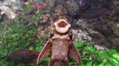 poster-25436-treska-zerem-treska-236x132