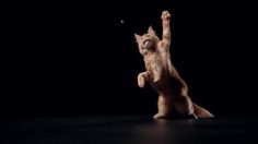 poster-25437-temptations-cat-treats-time-to-play-ball-236x132