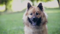 poster-25443-hov-hov-dog-bakery-dog-pookies-your-dog-s-poo-turns-into-a-flower-236x132