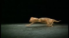 poster-25447-shera-shera-ceiling-boards-shakespearean-gecko-236x132