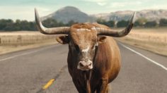 poster-25451-lincoln-mkc-bull-236x132