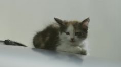 poster-25495-audi-r8-without-a-single-kitty-236x132