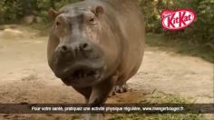 poster-25535-kit-kat-hippopotame-beat-box-236x132