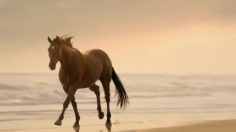 poster-25550-strongbow-hard-apple-cider-slow-motion-horse-236x132