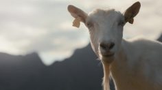poster-25567-tine-geitost-goat-236x132