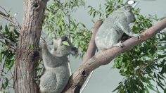 poster-25575-volkswagen-golf-tsi-volksfest-mate-rates-236x132