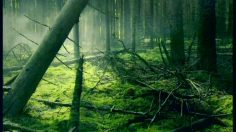 poster-2580-zubr-biere-les-bisons-236x132