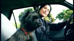 poster-2591-gevalia-l-appat-236x132