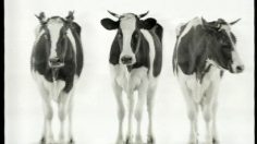 poster-2611-collective-du-lait-vaches-chantantes-236x132