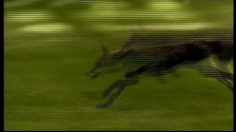 poster-2666-arbre-magique-la-ruse-236x132