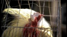 poster-2676-styx-boxer-short-rooster-236x132