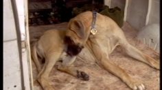 poster-270-cartoon-network-chaine-de-television-scoubidoo-236x132