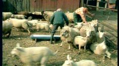 poster-2726-de-morgen-tonte-de-moutons-236x132