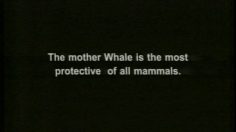 poster-273-wwf-protection-animaux-baleines-236x132