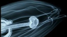 poster-2743-nendaz-mineral-water-x-ray-flower-236x132