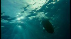 poster-2785-nordsee-shark-236x132